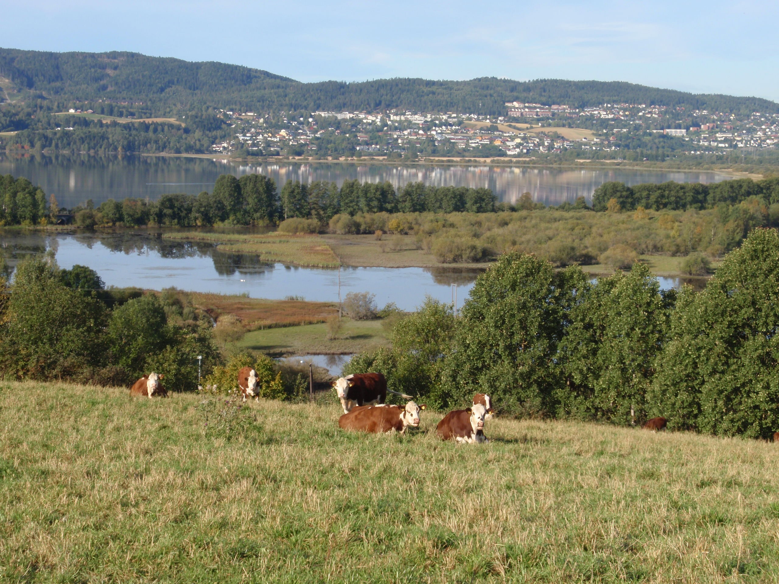 Meat cattle on pasture near Fetsund with river and countryside landscape